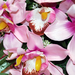 искусственные цветы орхидеи цвета сиреневый 8