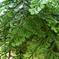 искусственные цветы папоротник c крупными листьями цвета темно-зеленый 29