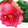 искусственные цветы роза цвета малиновый 11