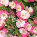 искусственные цветы анютины глазки цвета белый с розовым 19