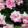искусственные цветы азалия цвета розовый с белым 14