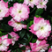 искусственные цветы азалия цвета малиновый с белым 37