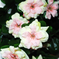 искусственные цветы азалия цвета розовый с салатовым 44