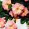 искусственные цветы азалия цвета кремовый с розовым 56