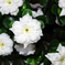 искусственные цветы азалия цвета белый 6