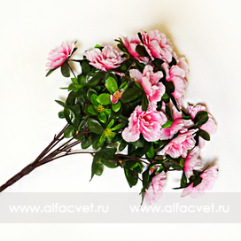 искусственные цветы азалия цвета белый с розовым 19