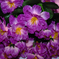 искусственные цветы азалия цвета фиолетовый 7