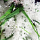 искусственные цветы букет из луговых цветов цвета белый 6