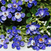 искусственные цветы букет пластик цвета синий 12