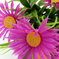 искусственные цветы букет ромашек с добавкой пластика цвета фиолетовый 7