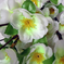 искусственные цветы букет сакуры цвета белый 6