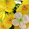 искусственные цветы фиалка цвета белый с желтым 13