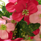 искусственные цветы фиалка цвета темно-розовый с розовым 45