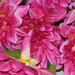 искусственные цветы букет георгин цвета малиновый 11