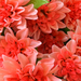 искусственные цветы букет георгин цвета розовый 5