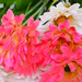 искусственные цветы герберы с добавкой ромашки цвета белый с розовым 19