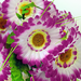 искусственные цветы букет гербер цвета фиолетовый с белым 15