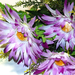 искусственные цветы герберы цвета фиолетовый с белым 15