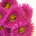 искусственные цветы букет гербер цвета фиолетовый 7