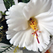 искусственные цветы гибискус (китайская роза) цвета белый 6
