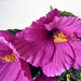 искусственные цветы гибискус (китайская роза) цвета фиолетовый 7