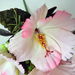 искусственные цветы гибискус (китайская роза) цвета светло-розовый 9