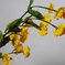 искусственные цветы гипсофила цвета желтый 1
