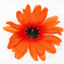 искусственные цветы головка ромашки диаметр 13 цвета оранжевый 2