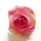 искусственные цветы головка роз диаметр 4 цвета розовый 5