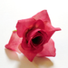 искусственные цветы головка роз диаметр 5 цвета малиновый 11