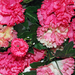 искусственные цветы гвоздики цвета темно-розовый с розовым 45
