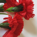 искусственные цветы гвоздики цвета красный 4