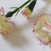 искусственные цветы гвоздики цвета кремовый с розовым 56