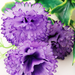 искусственные цветы гвоздики цвета фиолетовый 7