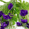 искусственные цветы гвоздики с добавкой кашка цвета фиолетовый 7