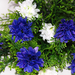 искусственные цветы гвоздики цвета синий с белым 41