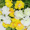 искусственные цветы гвоздика (турецкая) цвета белый с желтым 13