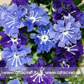 искусственные цветы гвоздика (турецкая) цвета фиолетовый 7