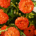 искусственные цветы гвоздики цвета оранжевый 2