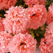 искусственные цветы гвоздики цвета розовый 5