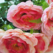 искусственные цветы камелия цвета розовый с малиновым 53