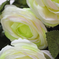 искусственные цветы камелия цвета салатовый 39