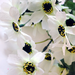 искусственные цветы касмея цвета белый 6