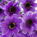 искусственные цветы касмея цвета фиолетовый 7