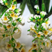 искусственные цветы лаванда цвета белый 6