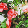 искусственные цветы лиана с цветами цвета розовый 5