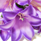 искусственные цветы лилии цвета сиреневый 8