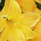 искусственные цветы лилии цвета желтый 1