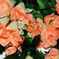 искусственные цветы лилия висячая цвета оранжевый с белым 16