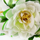 искусственные цветы букет лотос цвета белый 6